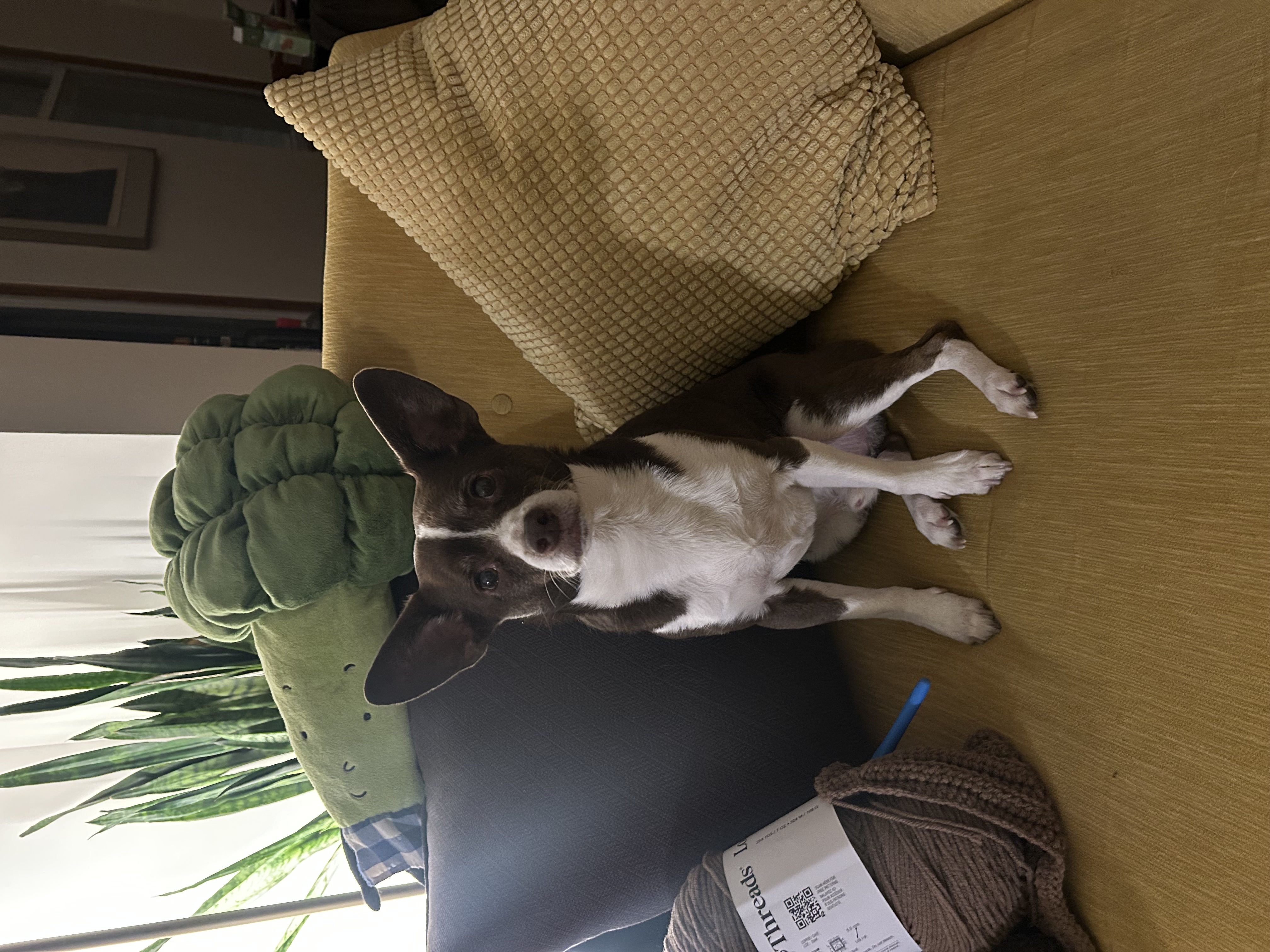 Santiago the TinyGoat